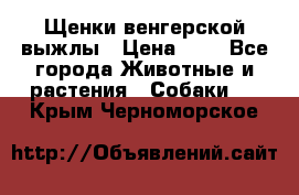 Щенки венгерской выжлы › Цена ­ 1 - Все города Животные и растения » Собаки   . Крым,Черноморское